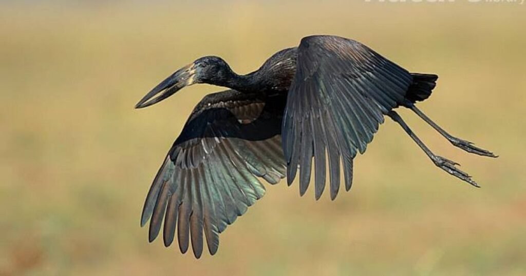 African Openbill