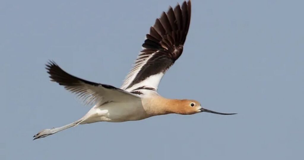 American Avocet