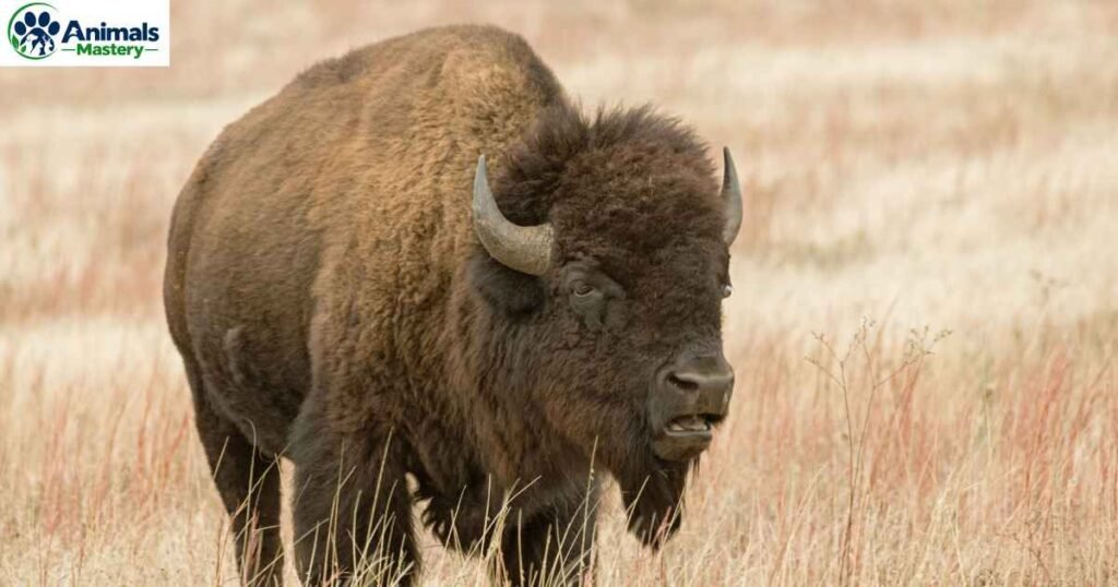 American Bison