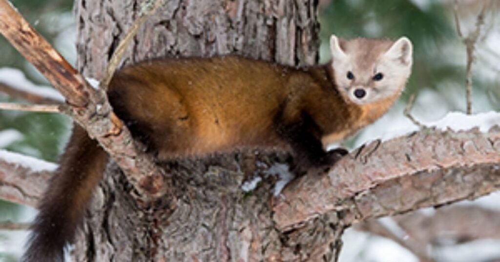American Marten