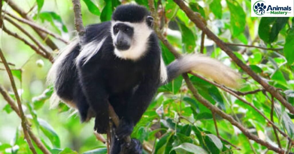 Angola Colobus