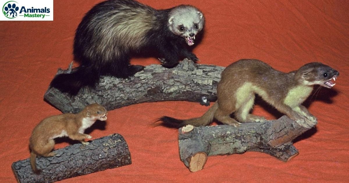 Animals Like Weasels
