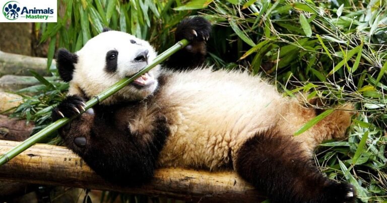 Animals That Eat Bamboo