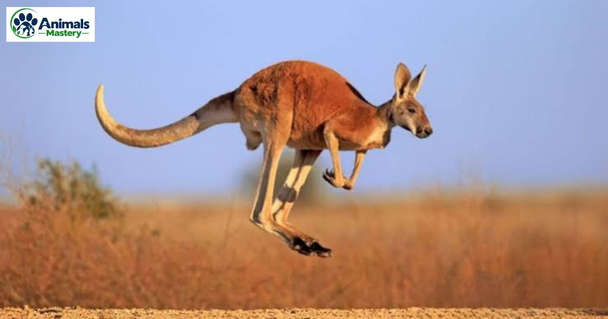 Animals That Walk On Two Legs