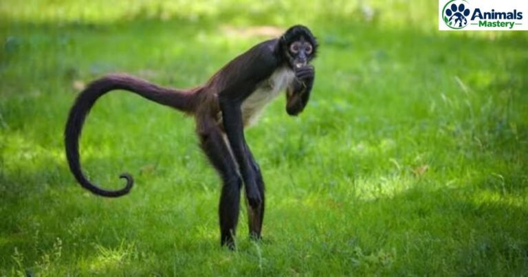 Animals with Long Tails