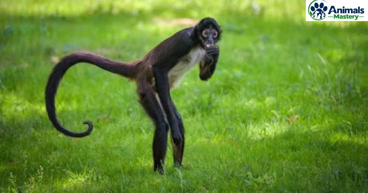 Animals with Long Tails