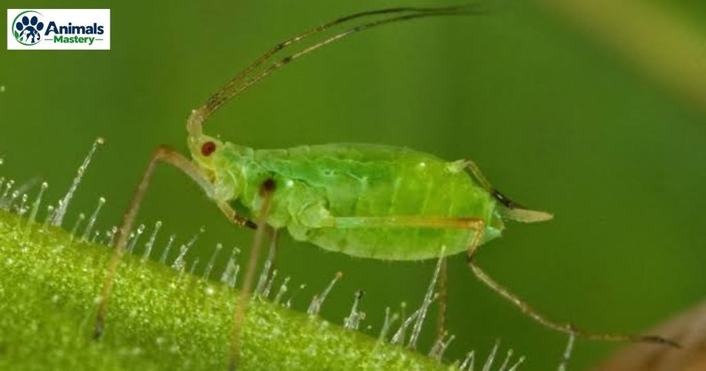 Aphid