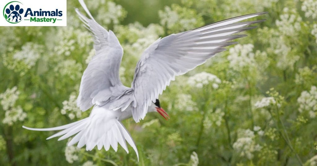 Arctic Tern