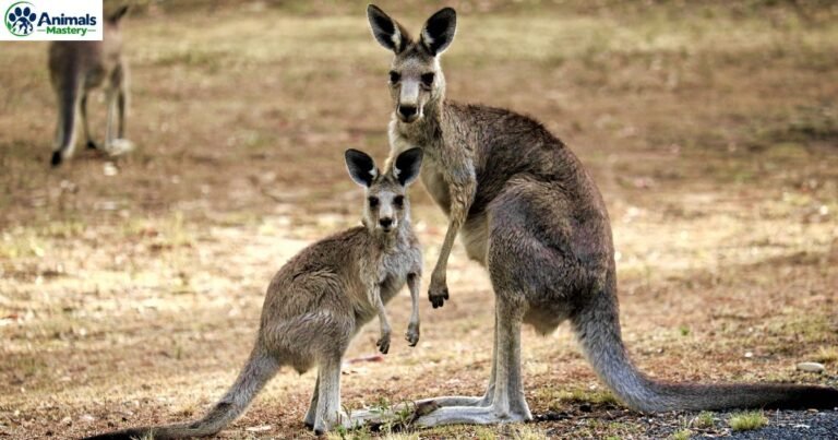 Are Kangaroos Smart Animals