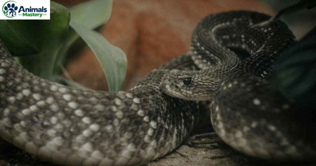 Arizona black rattlesnake
