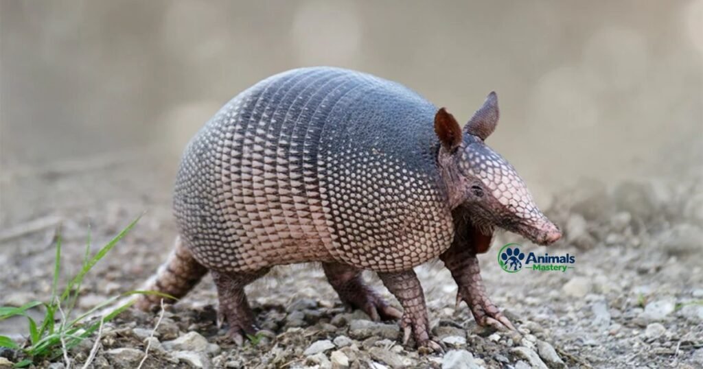 Armadillo-Thick Skinned Animal