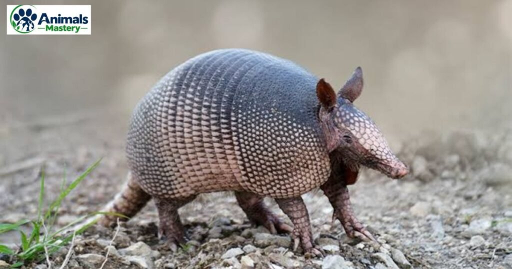 Armadillo