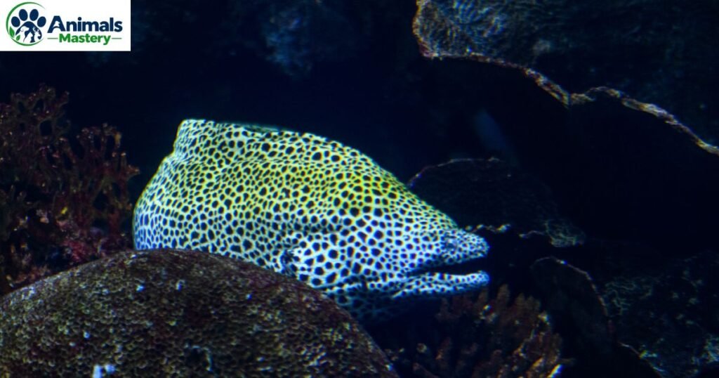 Asian Sheepshead Wrasse