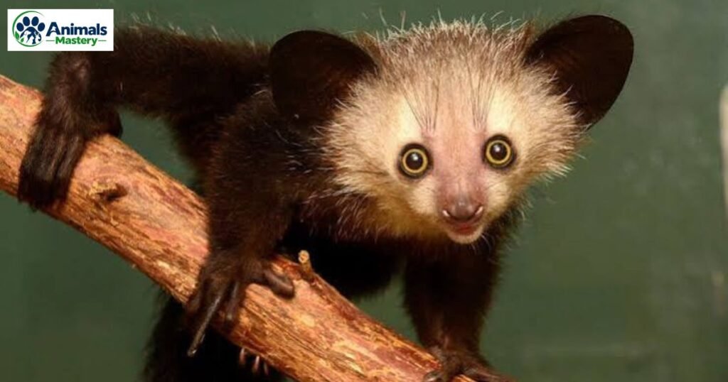 Aye-aye