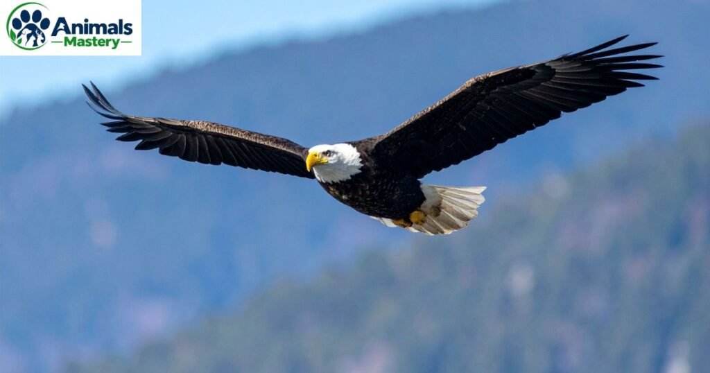 Bald Eagle 