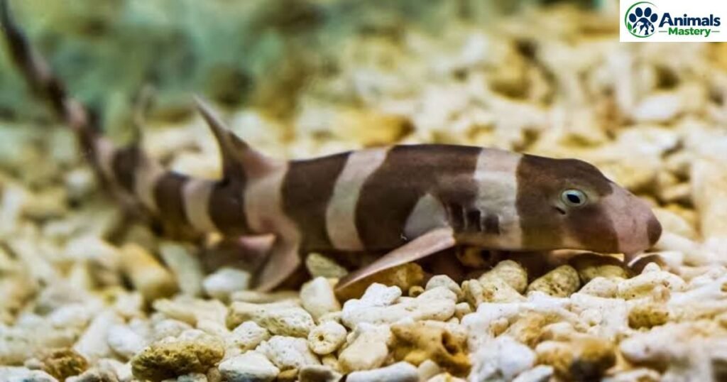 Bamboo shark