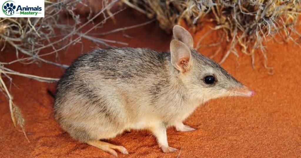 Bandicoot