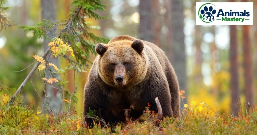 Bear