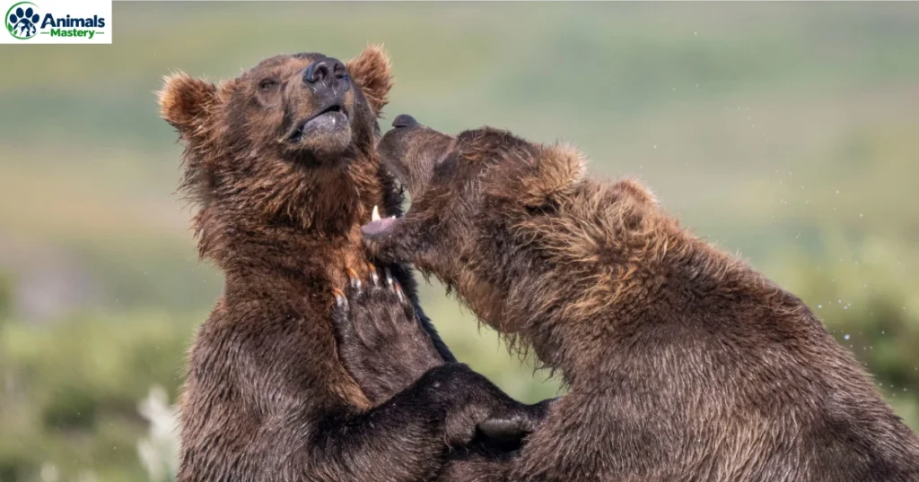 Bears