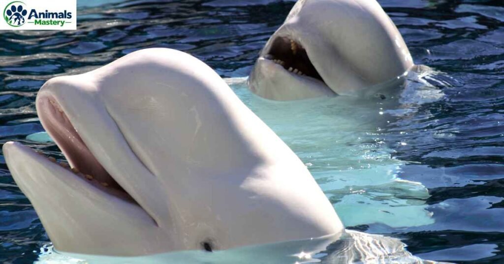 Beluga Whale