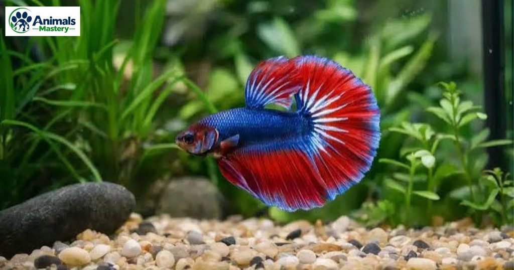 Betta