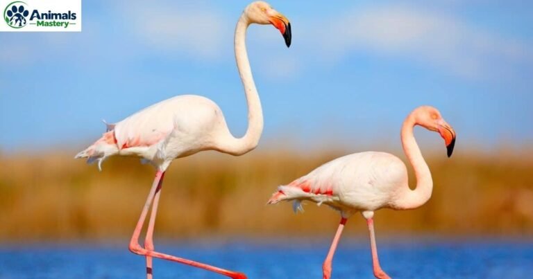 Birds With Long Legs