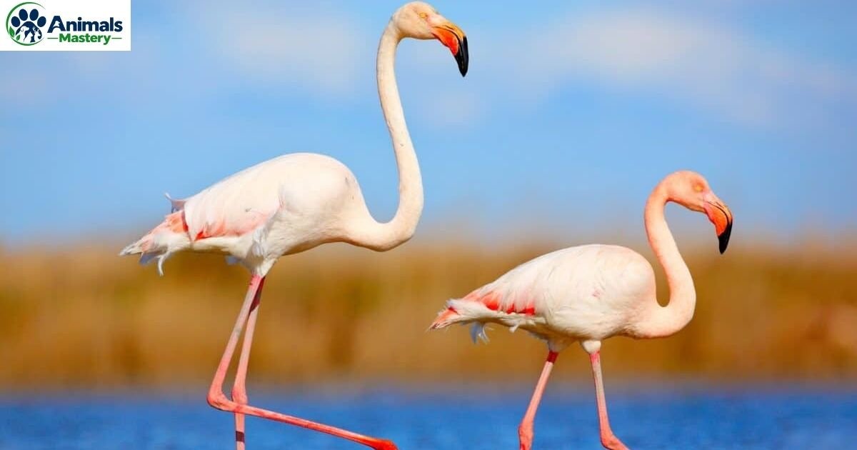 Birds With Long Legs