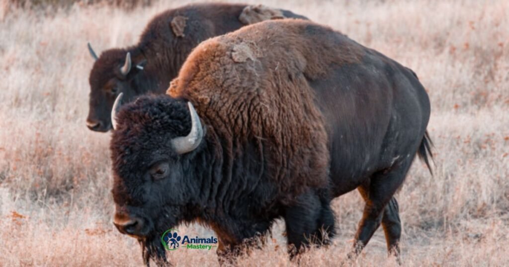 Bison-Thick Skinned Animal
