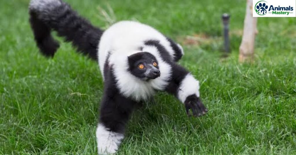 Black-and-White Ruffed Lemur