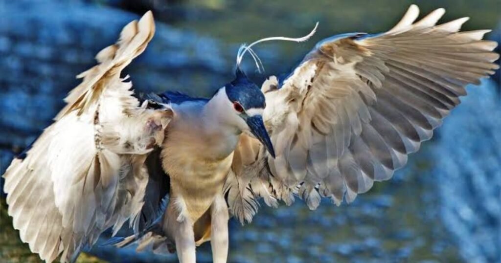 Black-crowned Night Heron