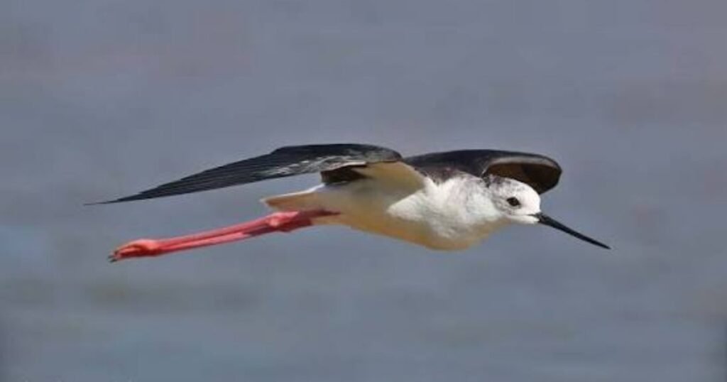 Black-winged Stilt