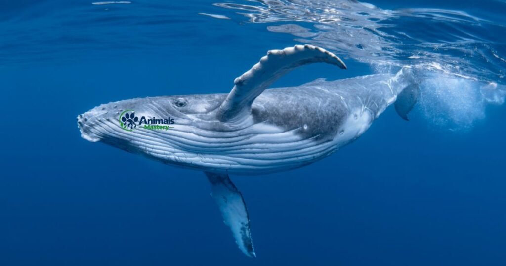 Blue Whale-Thick Skinned Animal