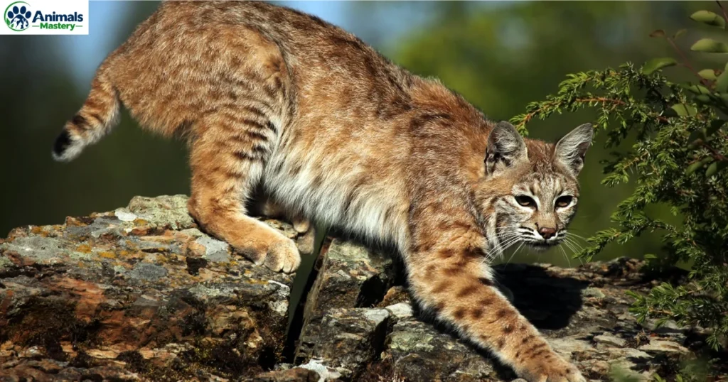 Bobcats