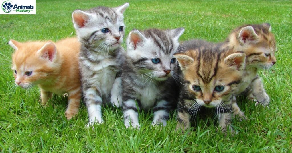Cleanest Animals in The World