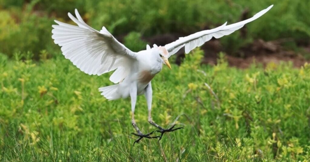 Cattle Egret