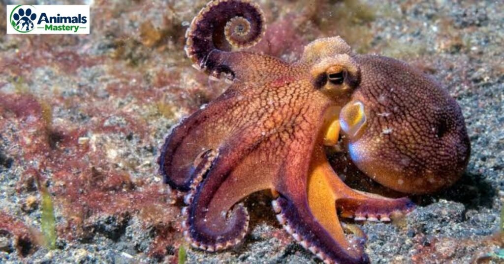 Cephalopods