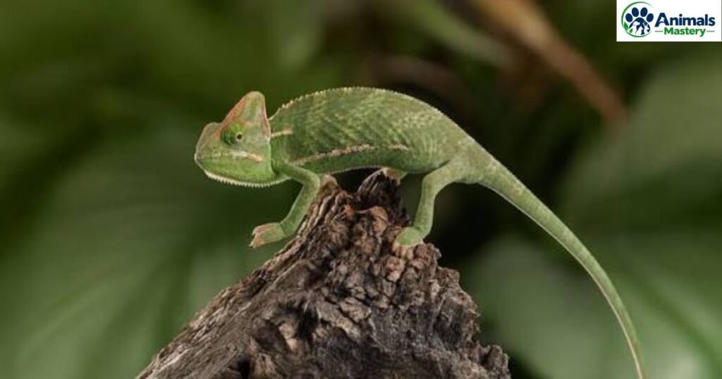 Chameleon
