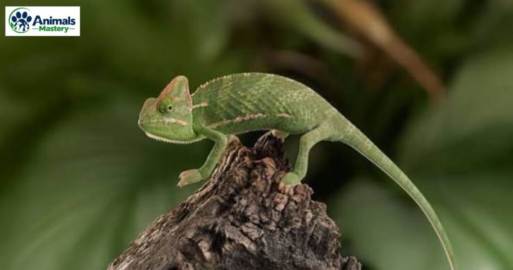 Chameleons