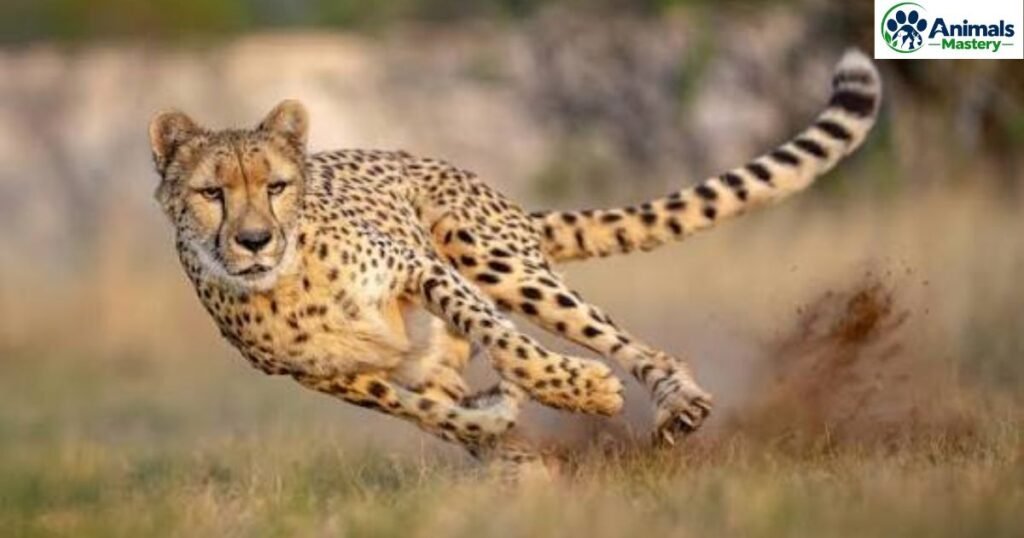 Cheetah