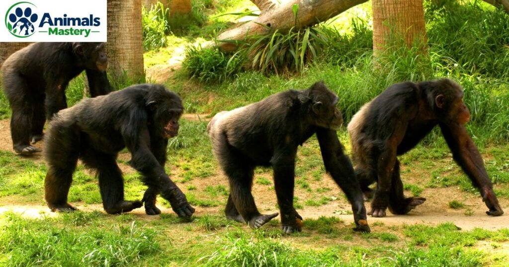 Chimpanzee
