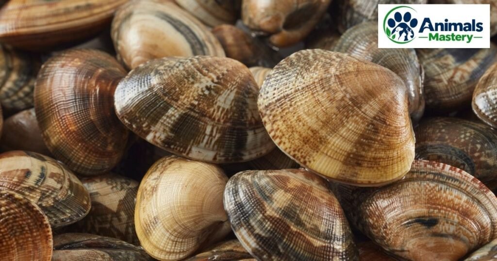 Clam