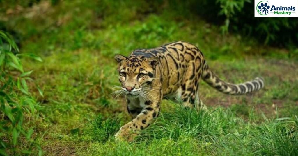 Clouded Leopard