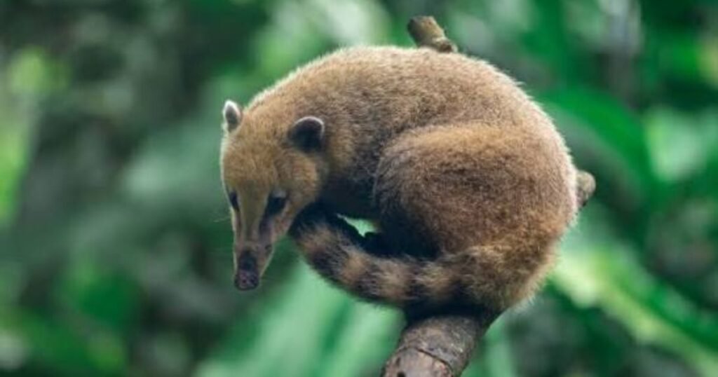 Coati