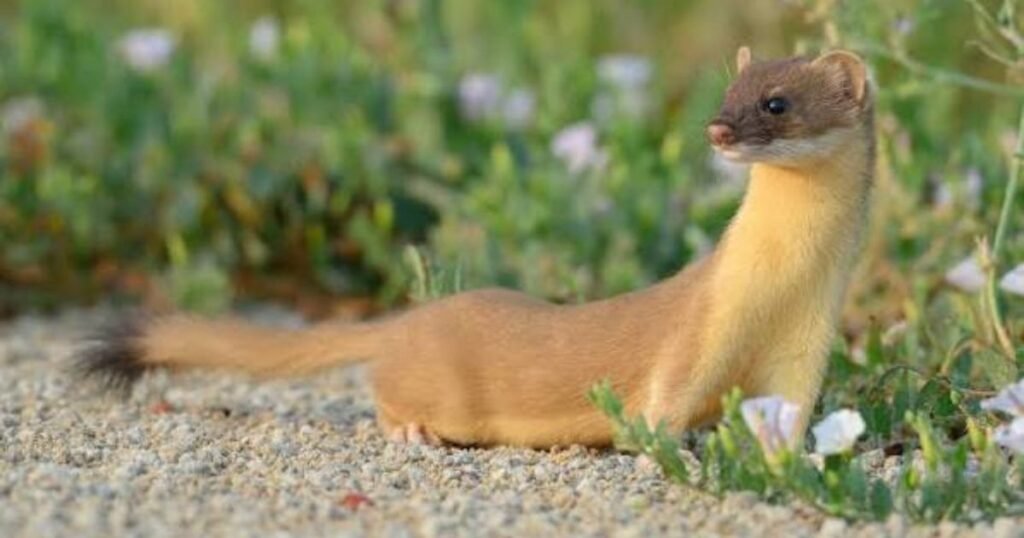 Colombian Weasel