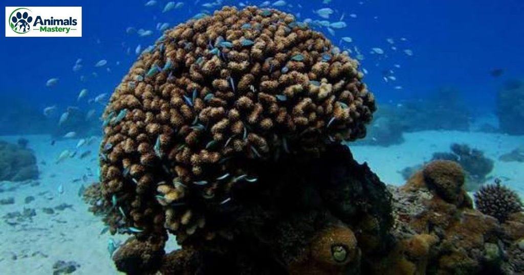Coral
