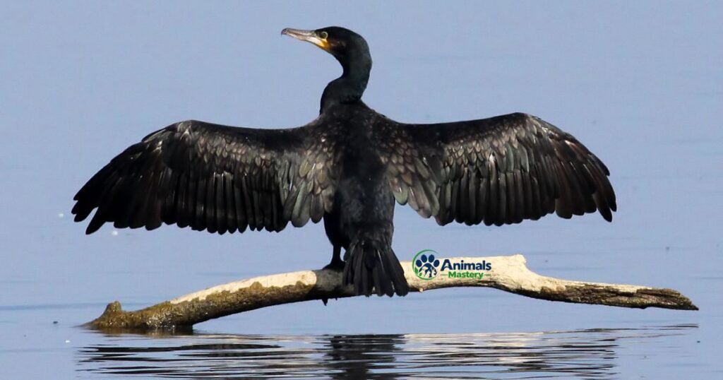 Cormorant Long Necked Bird