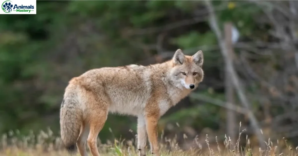 Coyotes