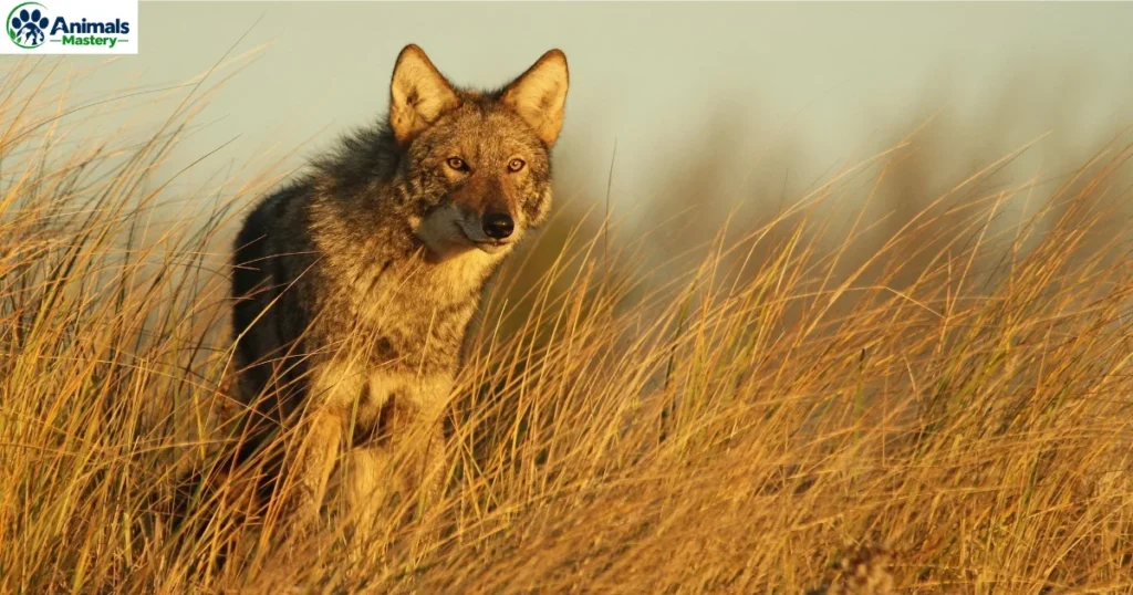 Coyotes