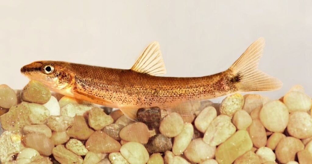 Dace