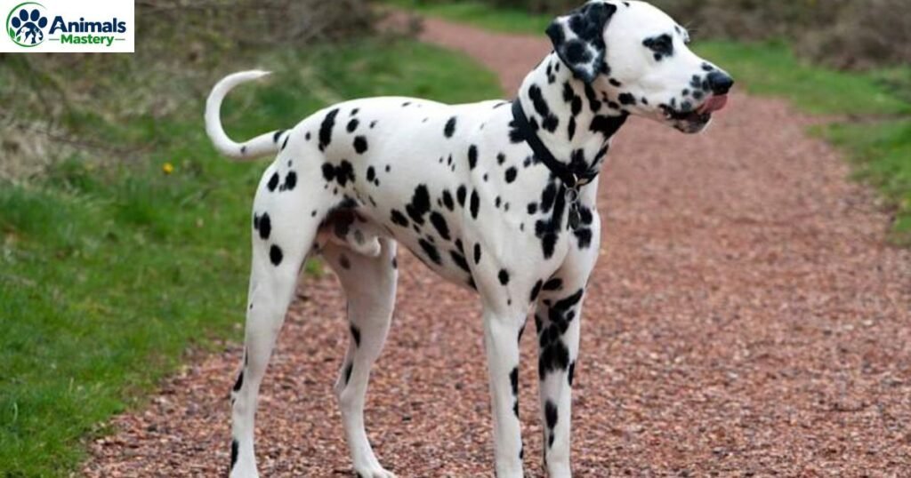 Dalmatian